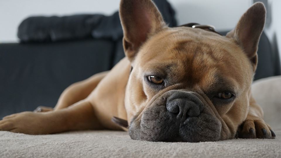 french bulldog laying on the floor