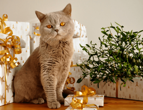 Holiday Gift Ideas for Our Pets