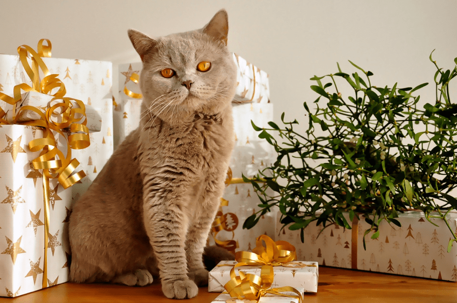 The best type of gifts for pets