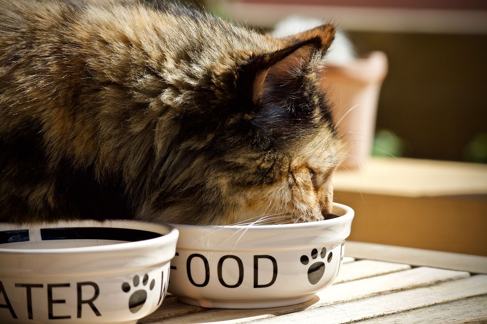 fluffy cat eating out of a bowl marked "food"