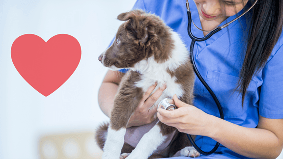 Puppy dog heart health veteriarian