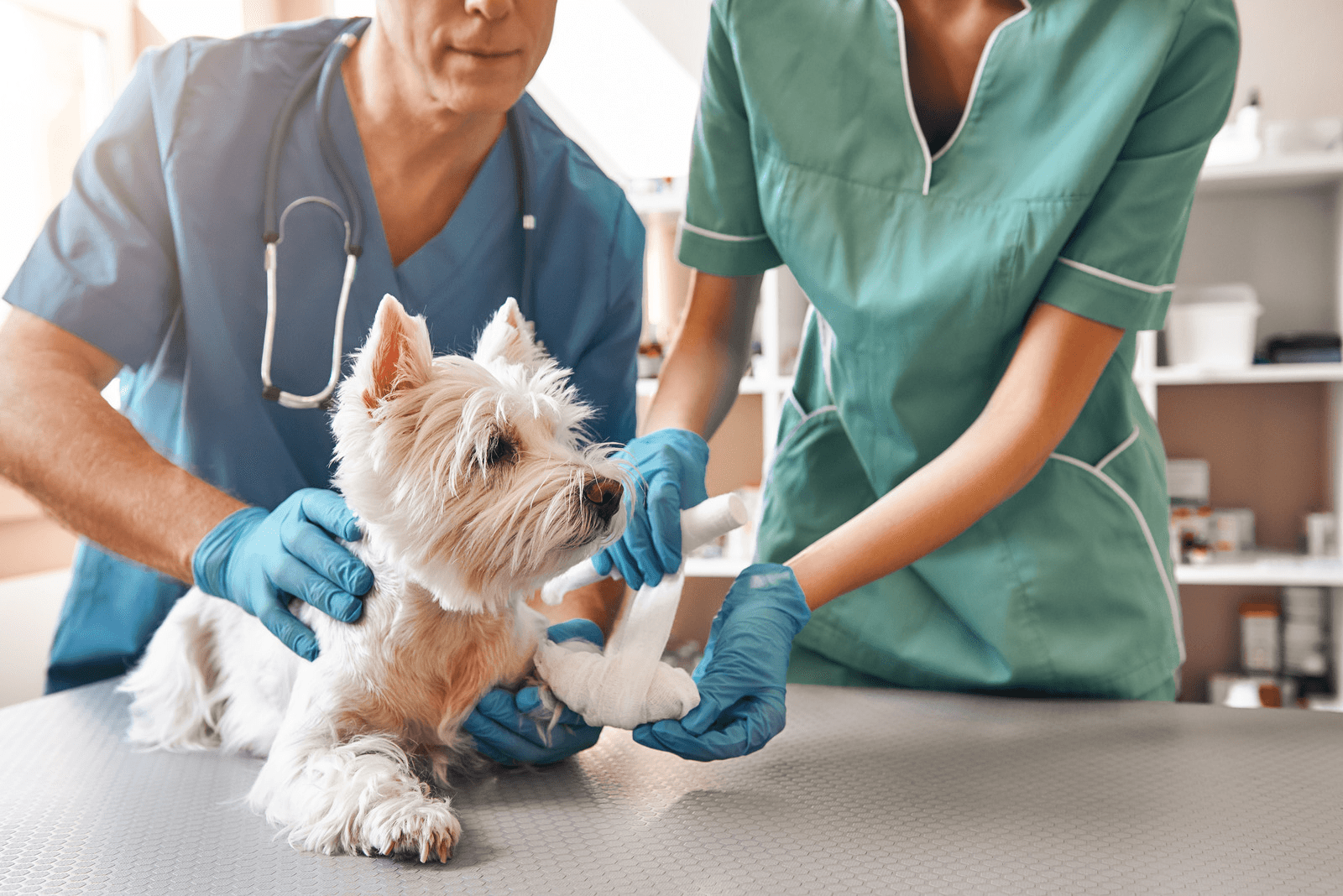west highland white terrier veterinary exam checkup
