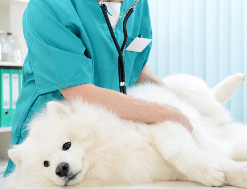 Service Highlight: How We Care For Chronically Ill Pets
