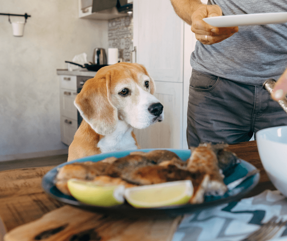 beagle looking at plate of food on table