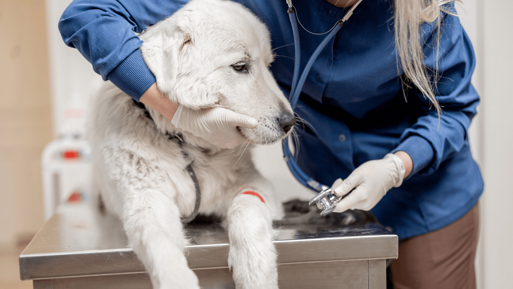 golden retriever being examined by a veterinarian