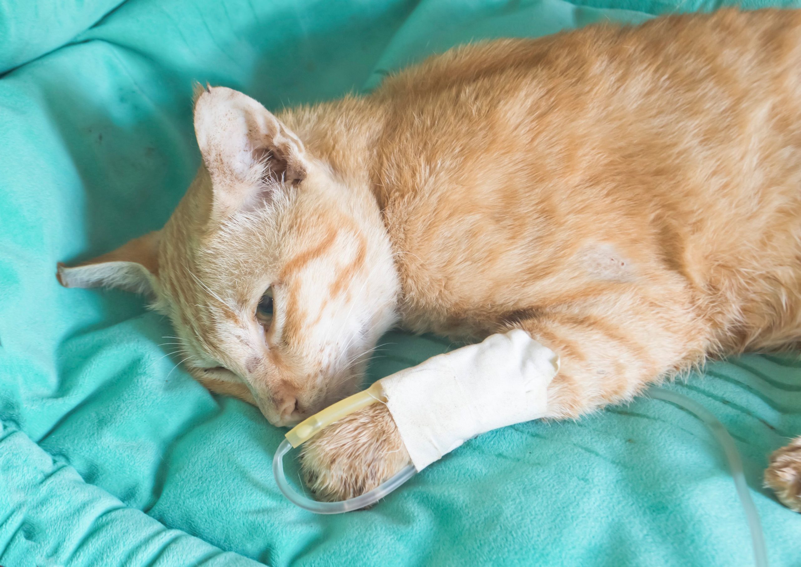 orange cat laying on blue blanket with fluid therapy IV in foreleg