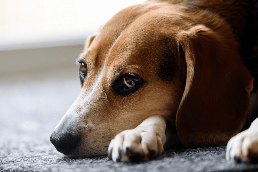 Keep Your Pet Safe at Home by Avoiding these Common Dangers