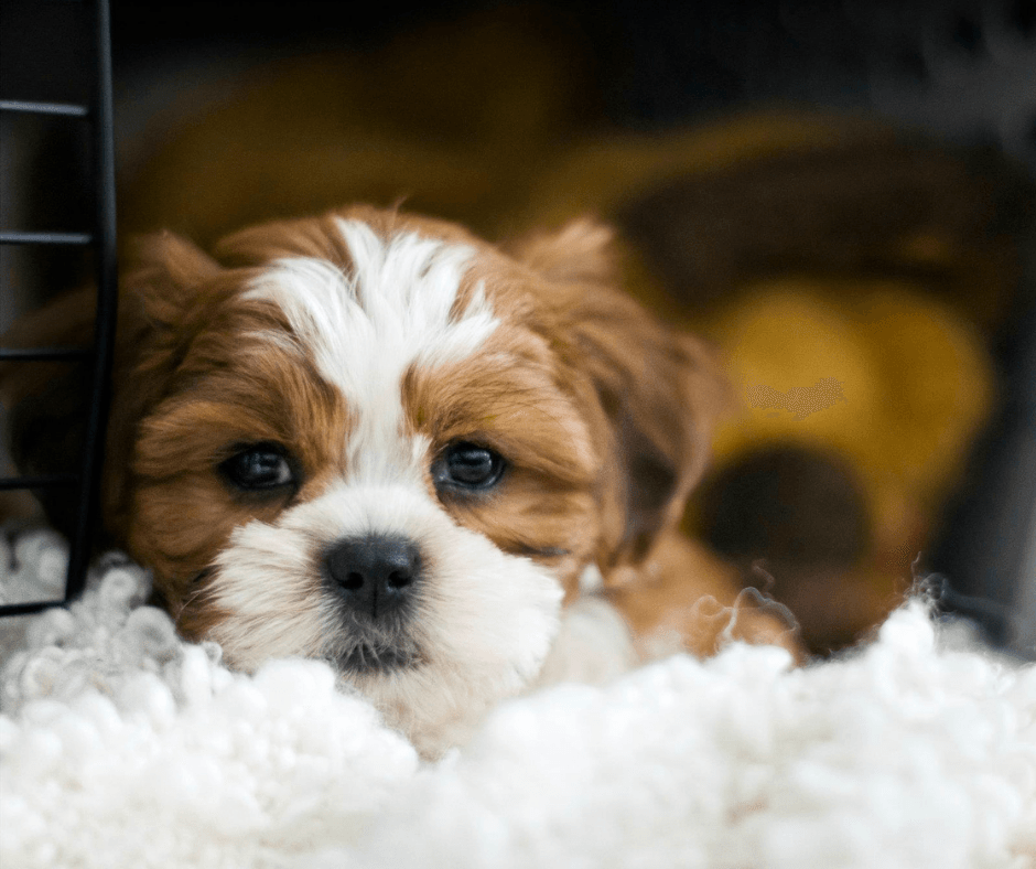 brown and white havanese puppy laying down in crate