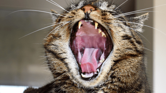 cat yawning teeth tongue