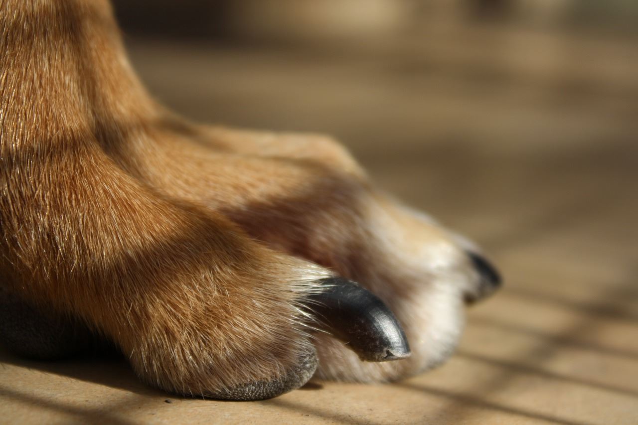 dog paw black nails