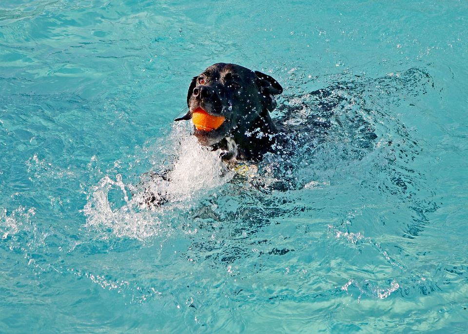 dog swimming in pool with ball