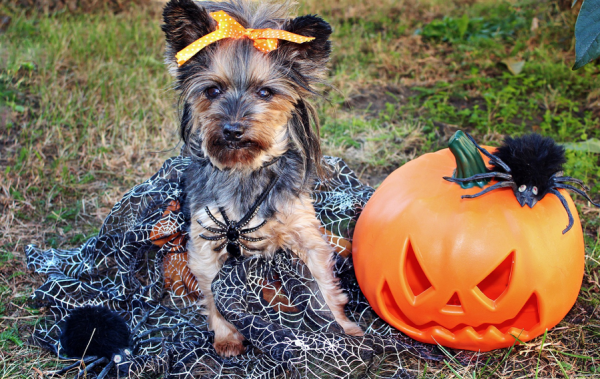 How to keep your dog safe during trick-or-treating