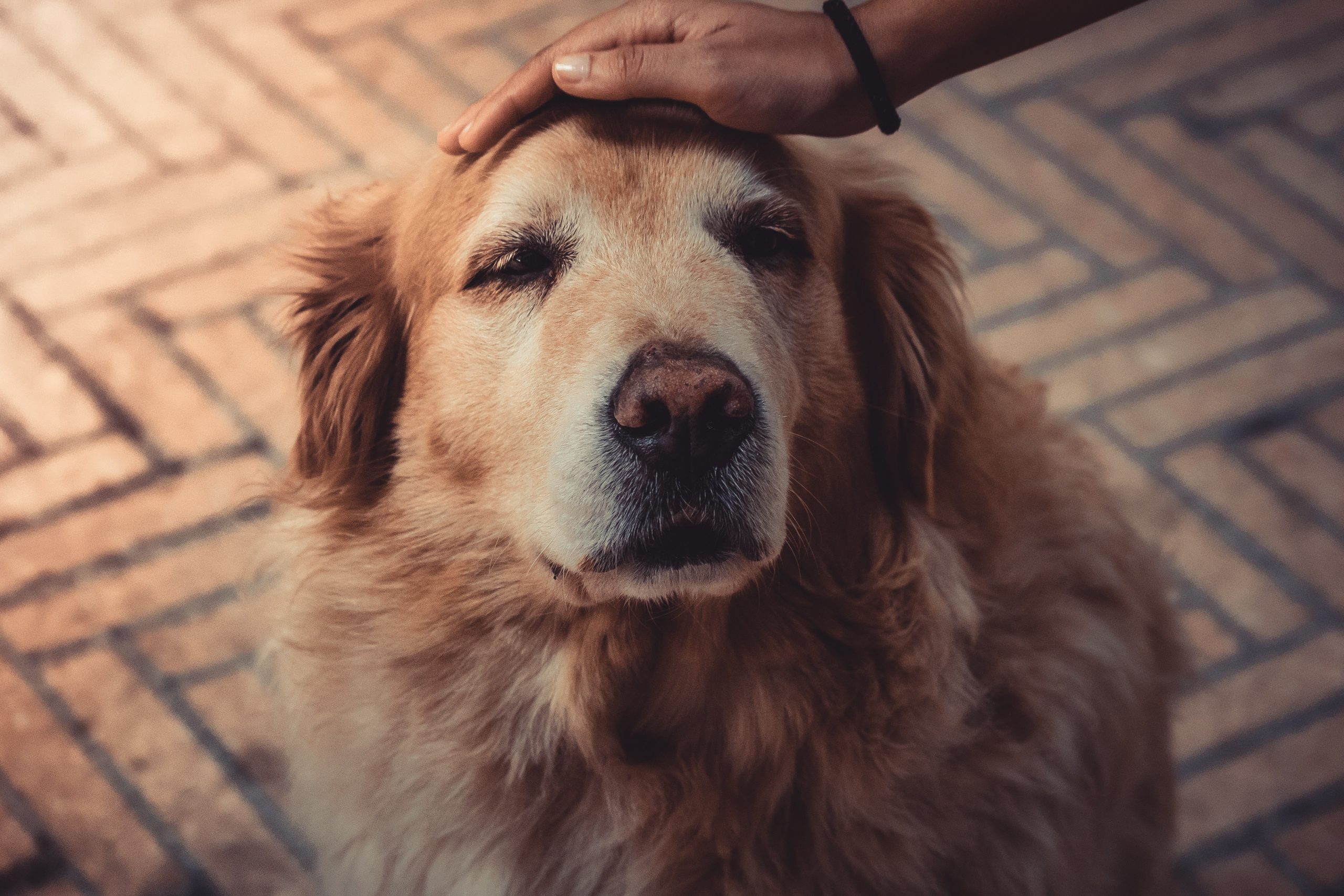 Grey-muzzled golden retriever with Caucasian hand petting top of head