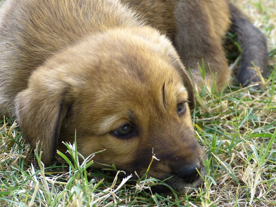 Read more about the article Disease 101: Parvo