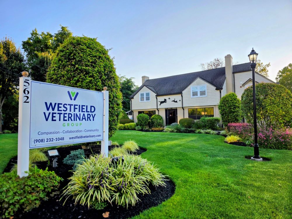 Exterior photo of the Westfield, NJ location. We also have veterinarians in our other clinic.
